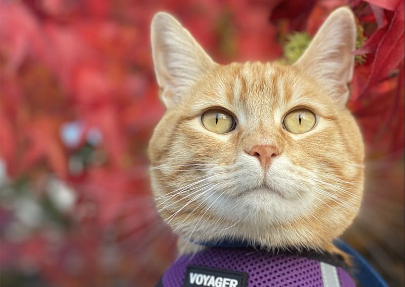 Carousel Slide 5: Cat veterinary exams