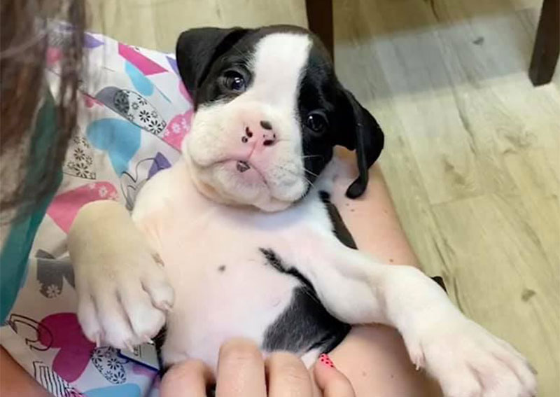 Carousel Slide 2: Veterinary care for dogs of all stages of life