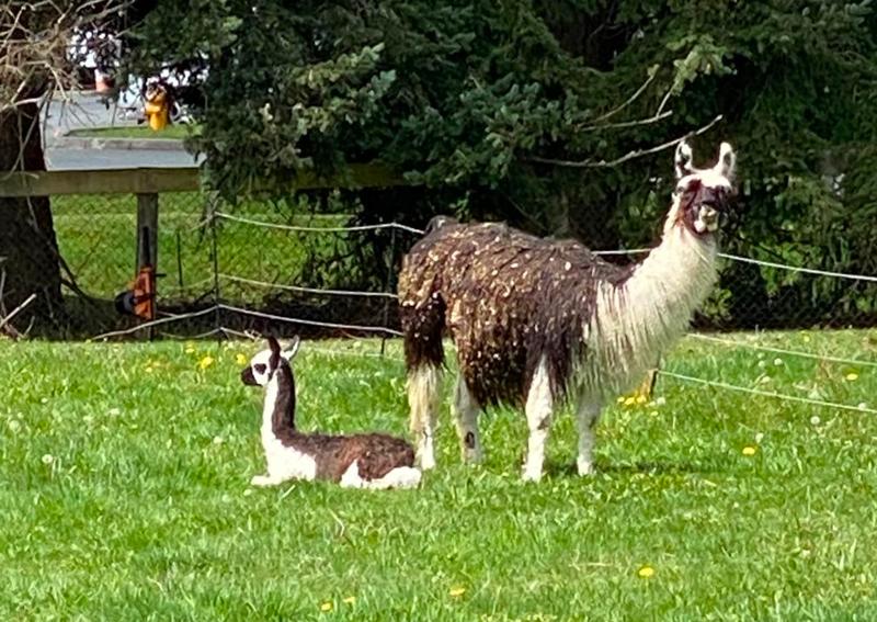 Carousel Slide 4: Large animal veterinary care