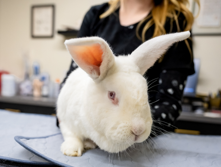 Spay & Neuter Procedures